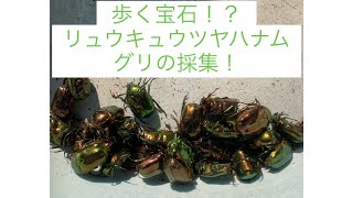 歩く宝石！？リュウキュウツヤハナムグリの採集に行ってきた！