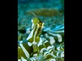 ever see a wunderpus incredible