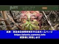 【日本初の天然記念物】成東・東金食虫植物群落　春のボランティア予告動画