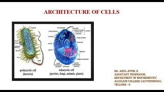 Architecture of cells