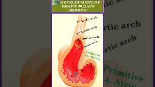 Development of Heart 30 days Embryo# shorts #@Embryology Model @By Dr. Nishigandha  Sadamate