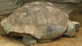 ガラパゴスゾウガメ　太郎さんの様子　Galapagos giant tortoise Mr. Taro　2022年 8月 6日14:46撮影