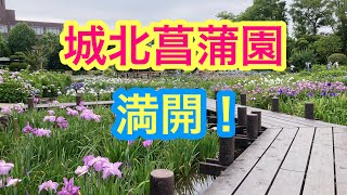 城北菖蒲園満開！