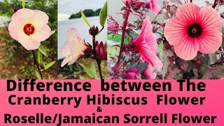 Difference Between Cranberry Hibiscus and Roselle Hibiscus Flowers