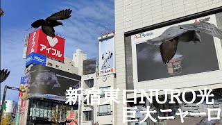 新宿東口NURO光(巨大ニャーロ)