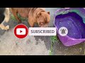 best cheap raised dog kennels ‼️ diy tutorial