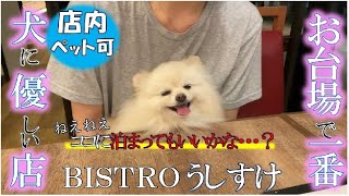 【犬とお出かけ】愛犬と一緒にお台場【店内OK】レストランに潜入！