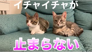 【保護子猫】ソファの上でイチャイチャしまくる兄弟子猫が可愛すぎる