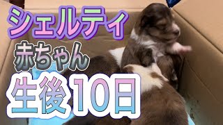 【シェルティ】生後10日の赤ちゃんシェルティ見に行った❣