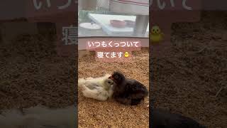 ひよこの成長記録　#烏骨鶏　#アローカナ　#ひよこちゃんねる　#ひよこ