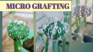 pereskiopsis grafting  with Astrophytum asteria supr kabuto