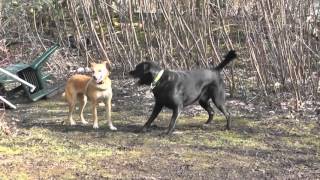 Florica spielt mit Findus auf der Halbinsel