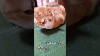 野良猫だったりぼんちゃん🎀 #music #bgm #ねこ #ねこのいる生活 #野良猫関連 #野良猫チャンネル #猫のいる暮らし #猫のいる生活 #保護猫