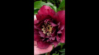 The Hellebore Myth