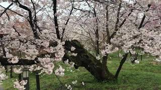 桜の開花状況（2023年3月25日）