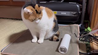 【三毛猫】自分の居場所をコロコロされるミケ（2025年1月28日）