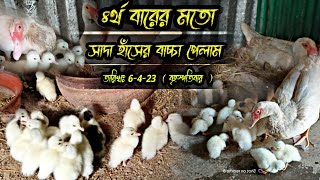 ৪র্থ বারের মতো সাদা চিনাহাঁসেরবাচ্চা পেলাম--muscovy duck Baby