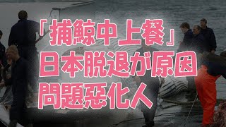 【海外の反応】日本のIWC脱退でアイスランドが捕鯨中止へ！増えすぎたクジラと貴重な水産資源を奪い合う人類！食糧問題悪化「魚は利用して食物連鎖の頂点に立つクジラを利用しないなん