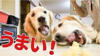 驚く速さでりんごを食う犬たち『ゴールデンレトリバー・チワワ』