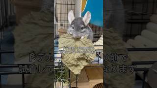 【パリパリ】　ドデカ葉っぱを試食と試着する👕チンチラ＃chinchilla＃チンチラ＃shorts