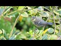 13.06.21 junge blaumeisen sind zu besuch