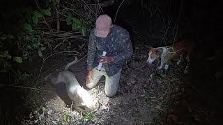 Caçada com os cachorro Na Serra