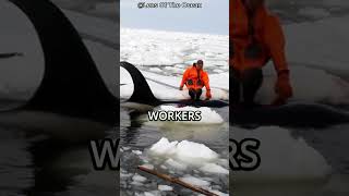 These Orcas Were Crying and They Nearly Die...