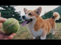 exploring the great outdoors with your corgi this summer