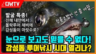 특종! 감성돔 루어낚시 시대 열리나? 진해만에서 볼락루어 채비에 감성돔이 마릿수로? [디낚TV 취재브리핑]