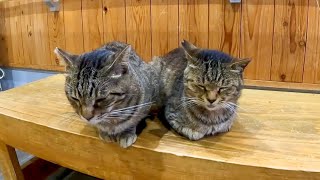 猫島で散歩中に雨が降ってきたので切符売り場で雨宿りしたら超楽しい空間だった