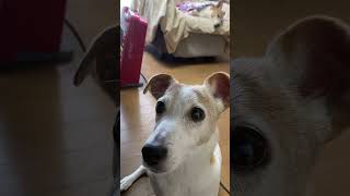 おやつに気付かないくらい寝ているジャックラッセルテリア/Jack Russell Terriers