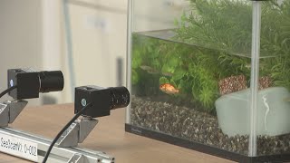 AIで“泳ぐ魚”を瞬時に計測　養殖への活用に期待の新技術　岡山大学のベンチャー企業が開発