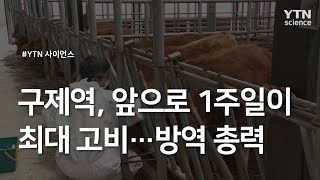 구제역, 앞으로 1주일이 최대 고비...방역 총력 / YTN 사이언스