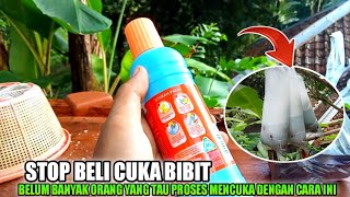 Murah meriah Cuman Pakai Air ini ||  Proses Pematangan Muncang Adu..‼️