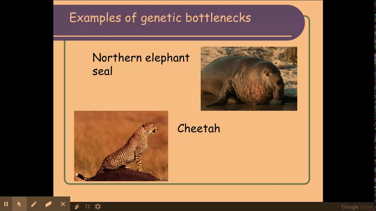 6.1.2 Patterns Of Inheritance E) Genetic Drift, Genetic Bottleneck, The ...