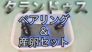 タランドゥスオオツヤクワガタのペアリング\u0026産卵セット組んでみた！