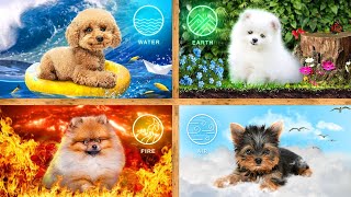 Animais de Estimação dos 4 Elementos! Esconderijo Para Cães do Fogo, Da Água, Do Ar e Da Terra!