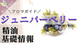 【ジュニパーベリー精油】の基礎情報、使い方、香りの特徴、豆知識