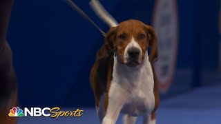National Dog Show 2022: Best in Show (Full Judging) | NBC Sports