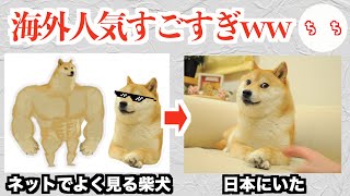 世界一有名なミーム柴犬、危険な状態になってしまう【Doge】