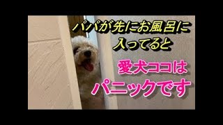 146.　お風呂が大好きな愛犬より先にお風呂に入ってたら愛犬はパニック起こしますよね