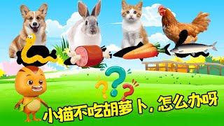 小猫不吃胡萝卜怎么办呀？快来喂饱他们What Should I Do If My Kittens Don'T Eat Carrots? Come And Feed Them