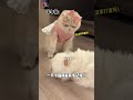 【 薄荷猫猫甜不甜】一只小猫还能有多记仇 请看vcr 我和我的猫 仙女猫 猫猫治愈一切 吧唧小猫 新年又开始摸猫头了