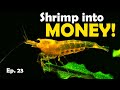 Breeding Shrimp for Profit? Is it Worth it? Coffee with Flip Ep. 23