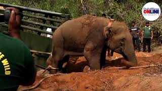 Wild elephant captured in Mahiyangana