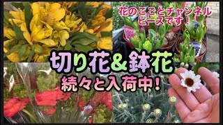 【花屋】新鮮な切り花と鉢花入荷してきたよ！#193