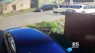 Officer Fatally Shoots Dog After Vicious Attack On Neighbor