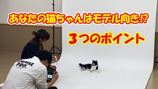 【解説】モデル猫になれない３つのポイントを解説します！