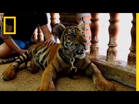 How the tiger is endangered?