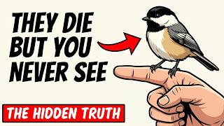 Why You Never See a Dead Bird — The Secret Way Birds Actually Die